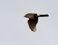 sparrowhawk flying-02.jpg