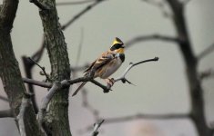 Yellow-throated Bunting.jpg