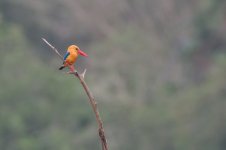 DSC_2098 Stork-billed Kingfisher.JPG