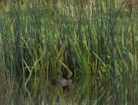 Scaup_Girdle Ness_111014a.jpg