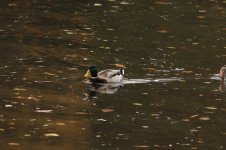 Mallard-(1)-full-frame.jpg