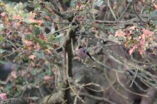 Bullfinch-(1)-full-frame-web.jpg