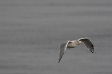 Herring-Gull-(9)-full-frame-web.jpg