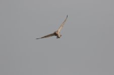 Curlew-(4)-full-frame-web.jpg