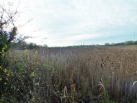 10.NW reed bed 3 yr rota b4 wrk DSCF3473 (2).jpg