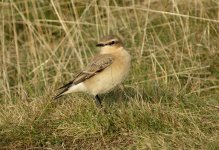 Wheatear_Malverns_22.09.14_BF1.jpg