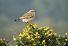 Wheatear_Malverns_22.09.14_BF2.jpg