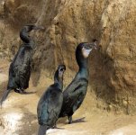 cormorants la jolla CA sx60hs IMG_1472.jpg