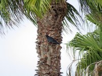 crow La Jolla CA 1350mm sx60hs IMG_1175.jpg