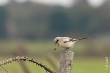 2014-10-12-steppe-grey-shrike-DSC09533.jpg