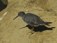 wandering tatler cliffs La Jolla CA 1280mm sx60 crop IMG_1951.jpg