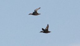 Garganey and Eurasian Teal.jpg