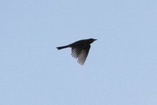 Richard's Pipit.jpg