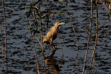 Yellow Bittern.jpg