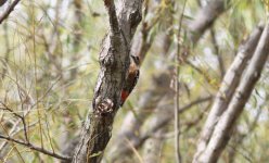 Rufous-bellied Woodpecker.jpg