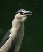 bc night heron HKPK sx60hs 197mm  IMG_0369.jpg