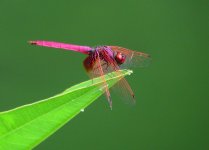 dragonfly 200 mm HKPK sx60hs IMG_0340.jpg