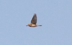 Lapland Bunting.jpg