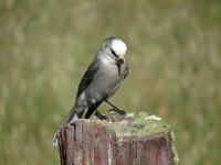 Gray Jay.jpg