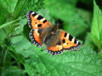 Small Tortoiseshell.jpg