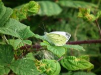 Green-veined White.jpg