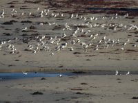 gulls la jolla CA sx60 2730mm 2.0x IMG_5205.jpg