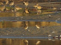 spotted sandpipers beach CA sx60h IMG_5097.jpg