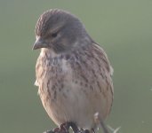 LINNET TEST.jpg