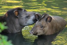 tapirs.jpg