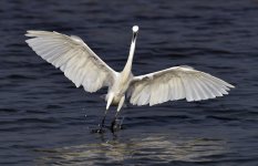 little egret landing MP D810_DSC5705.jpg