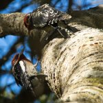 Red-Breasted Sapsucker.jpg