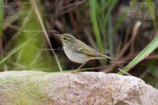 warbler,-arctic001.jpg