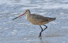 marbled godwit waves CA D810_DSC3280.jpg