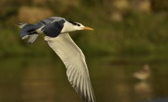 royal tern flight CA D810_DSC3735.jpg