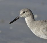 willet closeup CA D810_DSC4327.jpg