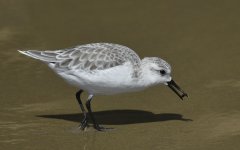 sanderlings beach  CA D810_DSC2988.jpg