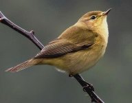 Absolute Def. Chiff Chaff 1. 19.9.14 bedroom window. for web..jpg