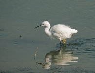 Little-Egret-BF.jpg