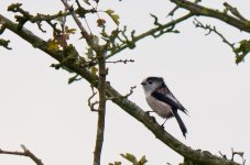 Long-tailed Tit.jpg