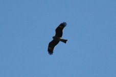 Black-eared Kite.jpg