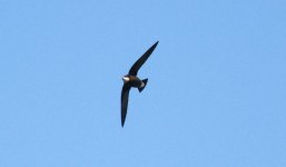 White-throated Needletail.jpg