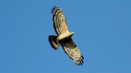 Oriental Honey Buzzard 2.jpg