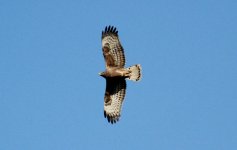 Oriental Honey Buzzard 3.jpg