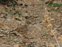 2014.11.02 Woodlark.JPG