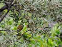 2014.11.02 Firecrest.JPG