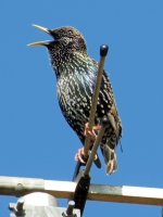 starling (10) (Medium).JPG