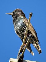 starling (27) (Medium).jpg