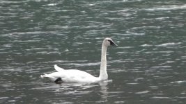 Swan.jpg