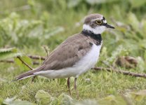 Little Ringed Plover, Seaforth NR, 20 May 2011 reduced.jpg