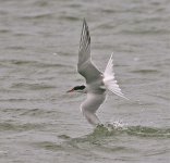 Common Tern, wing dip, Seaforth NR, 29 May 2011 reduced.jpg